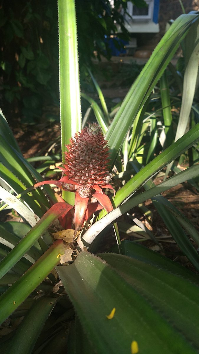 Pinky83996650's tweet photo. 🎶Good Morning  tweeps!!🎶

🎶Be a pineapple, stand tall, wear a crown and be sweet on the inside!🎶

Have a #terrifictuesday folks!!😊🌻 https://t.co/EGvq56BjtO