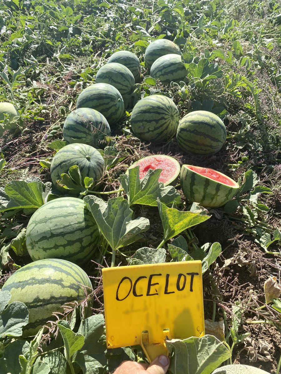 ordsomefarmer's tweet photo. Always fun playing around with new (to me) melon varieties. Mini watermelons loving the #ordsome conditions. Bloody delicious @hmclause Perfect fridge size and looks & flavour were spot on. #kununurra #ordirrigation #nicemelons https://t.co/VghLzTg0xD