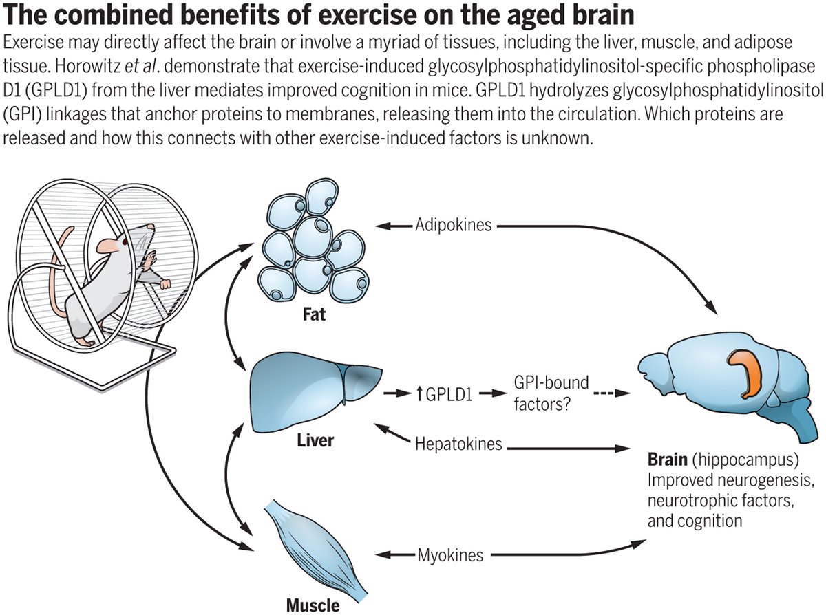 ScienceMagazine's tweet photo. New research demonstrates that the beneficial effects of exercise in mitigating brain aging can be conveyed from exercising mice to sedentary mice through plasma transfer. Learn more in this #SciMagPerspective: ($) https://t.co/MR22gQVFYm https://t.co/JMkwHXcD6z