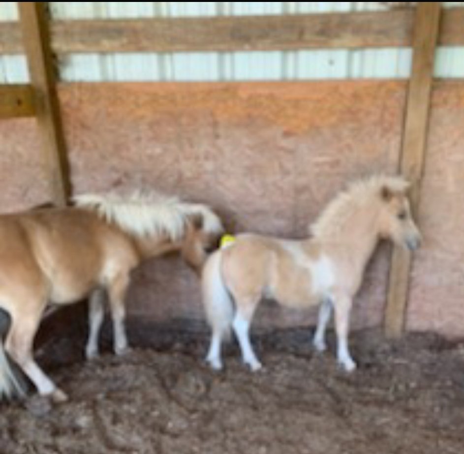 💥Here they are! So adorable!❤❤
No donations today...😪$423.37 to go! Please help if you can! Almost have the transport paid. Thank you for your support. ❤
paypal.me/PRRHorseRescue
#donate #pledge #help #rescue #horse #savealife #nohorseslaughter