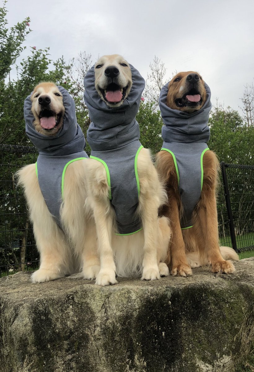 kawaiimeryl's tweet photo. 今日は土用の丑の日
写真はうなぎ犬トリオ💦 https://t.co/cflJGw1GJ2