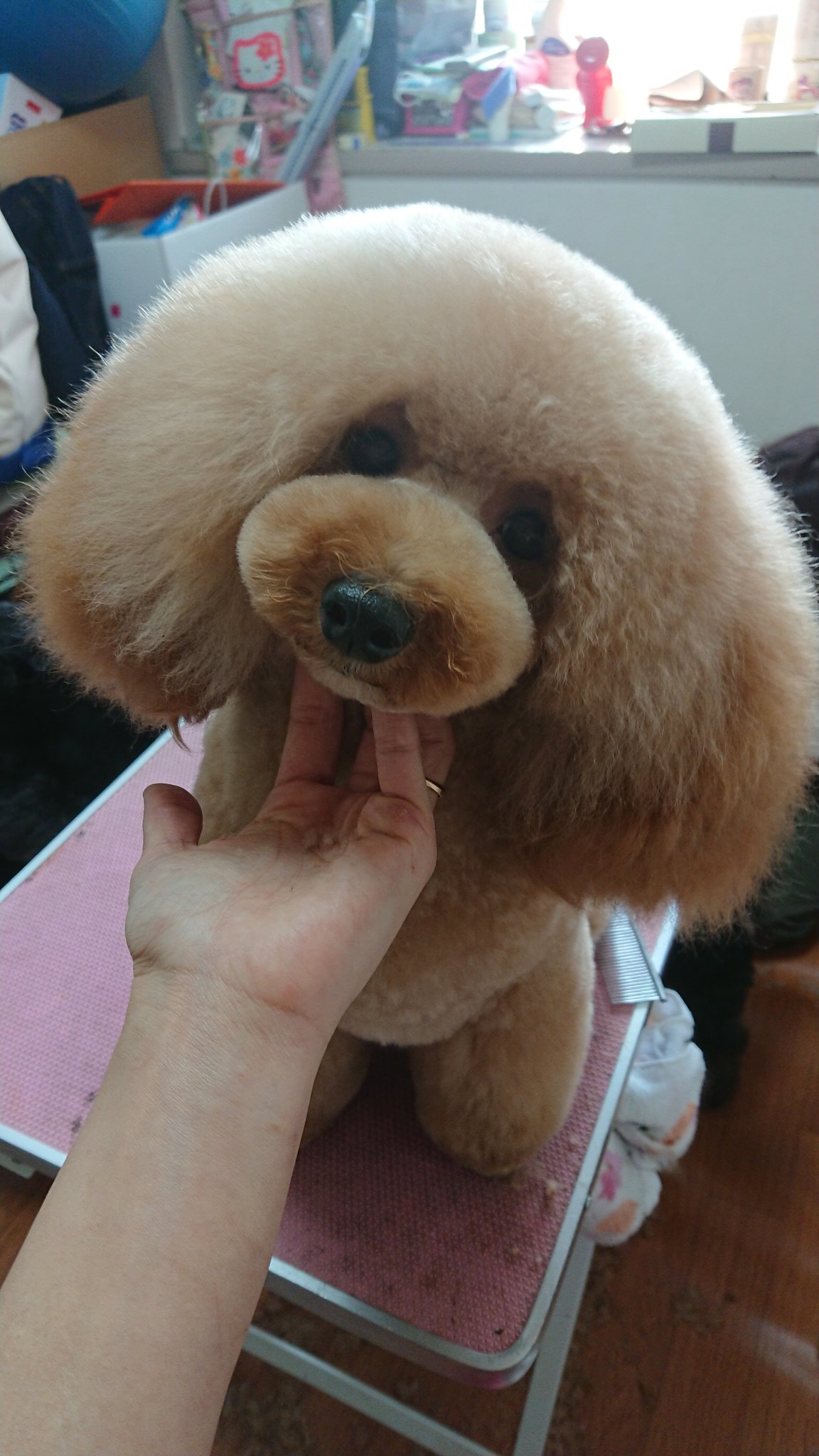 ポンコツトリマー Jx0d3org0mer3qj Twitter