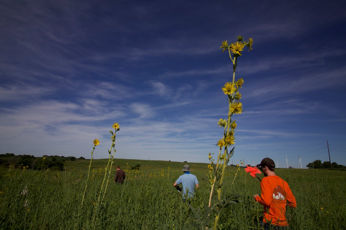 prudenterra's tweet photo. #Prairie #summer #school was in session last week! Operations team #workshops are a critical part of our process. We look to #nature to refine our expertise in #restoring disturbed sites to their authentic #function and #appeal.

#prairies #flowers #grasses #soil #diversity https://t.co/gnj03MVvq2