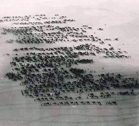 قافلة للحجاج القادمين من  #الجزائر
 سنة 1932 
هكذا كانوا يشدون الرحال للحج

وتستغرق الرحلة اشهر طويلة ويتم تبديل الابل في منتصف المسافة نتيجة تعرضها للارهاق وبعض القوافل كانت تختفي في قلب الصحراء
#تاريخنا_العظيم
