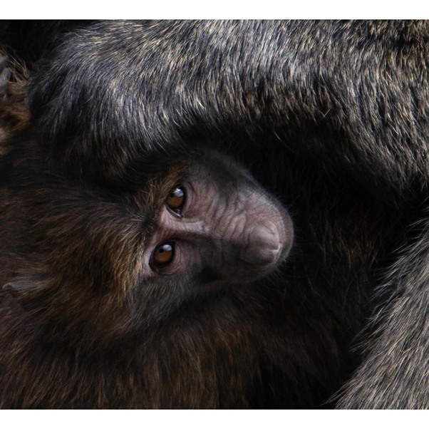 AdventuresFrena's tweet photo. Those eyes 😍😍😍 Such an adorable capture 🙌🏽

#africasafari #africaholidays #tanzaniasafari #africawildlife #mahalenationalpark #gombenationalpark #chimpazeetracking #serengetinationalpark #frenaadventures https://t.co/KKc7xu6NM5