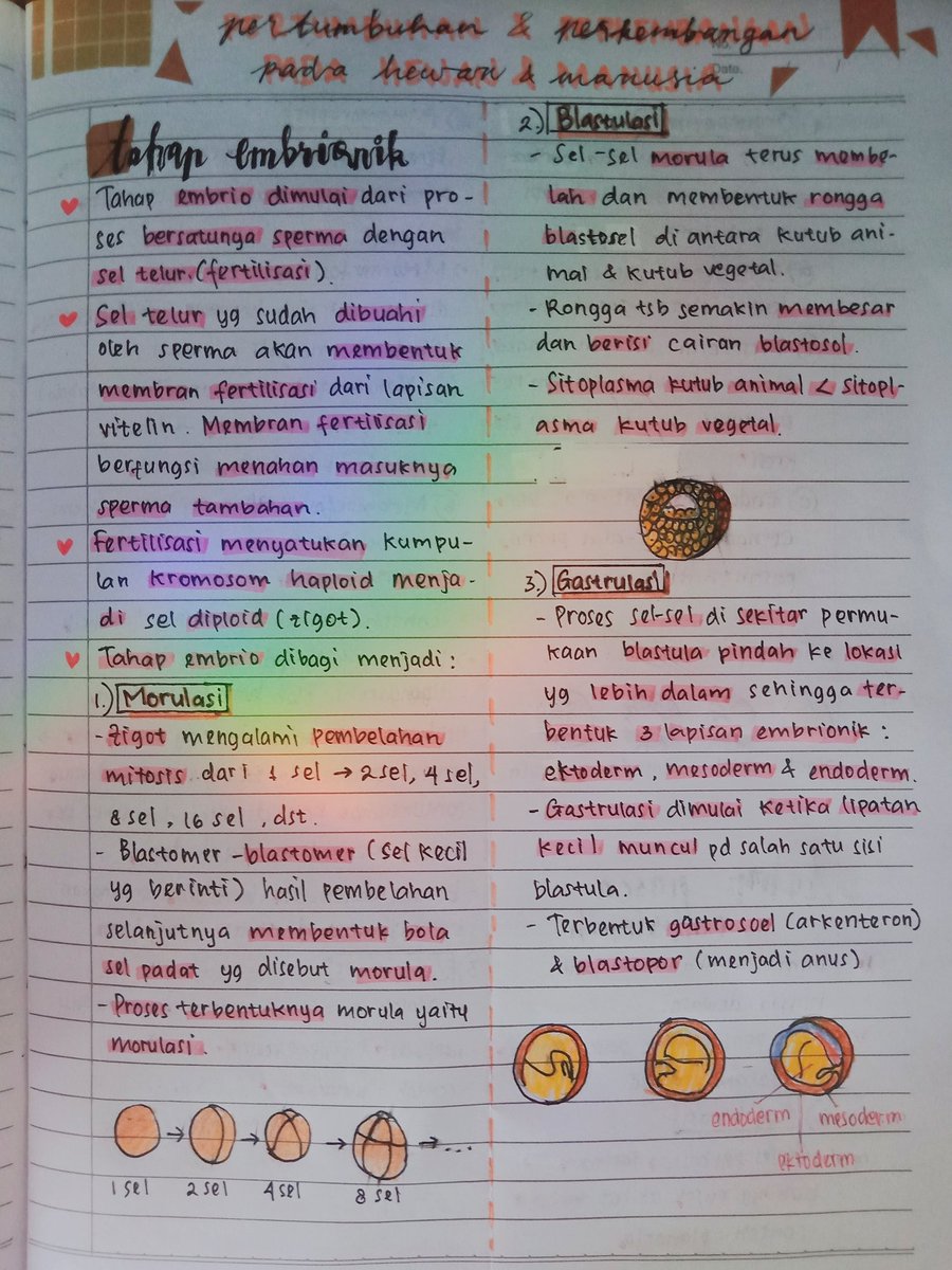 fortunxdaisy's tweet photo. Haiii✨ kali ini aku mau share catatan biologi kelas 12 "Pertumbuhan dan Perkembangan Hewan dan Manusia"👥 Untuk contoh aku tulis hanya sebagian yaa, karena ada banyak😭 semoga bermanfaat🍂 semangat semuanyaa😆💖

Sumber: ppt guru &amp; buku paket biologi penerbit Erlangga🌻 https://t.co/V5g2nwe1EB