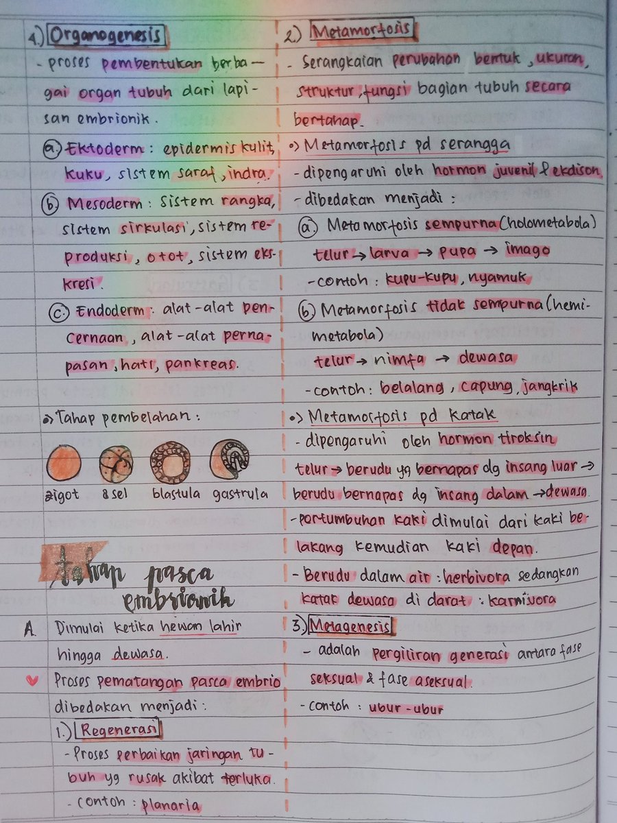 fortunxdaisy's tweet photo. Haiii✨ kali ini aku mau share catatan biologi kelas 12 "Pertumbuhan dan Perkembangan Hewan dan Manusia"👥 Untuk contoh aku tulis hanya sebagian yaa, karena ada banyak😭 semoga bermanfaat🍂 semangat semuanyaa😆💖

Sumber: ppt guru &amp; buku paket biologi penerbit Erlangga🌻 https://t.co/V5g2nwe1EB