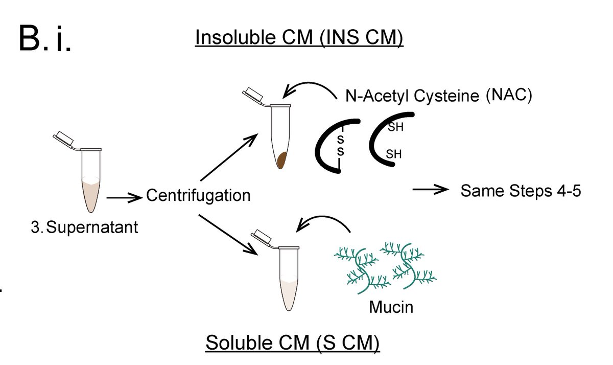 So, what was inhibiting the  #phage? Well, yadda, yadda, yadda, it was mucin!!We centrifuged cecal (CM) and resuspended the pellet with NAC (mucolytic drug). To the supernatant (has less or no mucin) we added mucin.