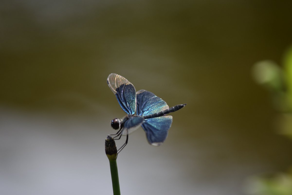 KorakuenGarden's tweet photo. Praying mantis is wishing successful hunting on the twig. Dragonfly is relaxing its wings beside the lake. The Garden gives a comfortable shelter not only for mankind but small living things.
#KoishikawaKorakuenGardens #SmallCreature https://t.co/JVMG7I1UUt