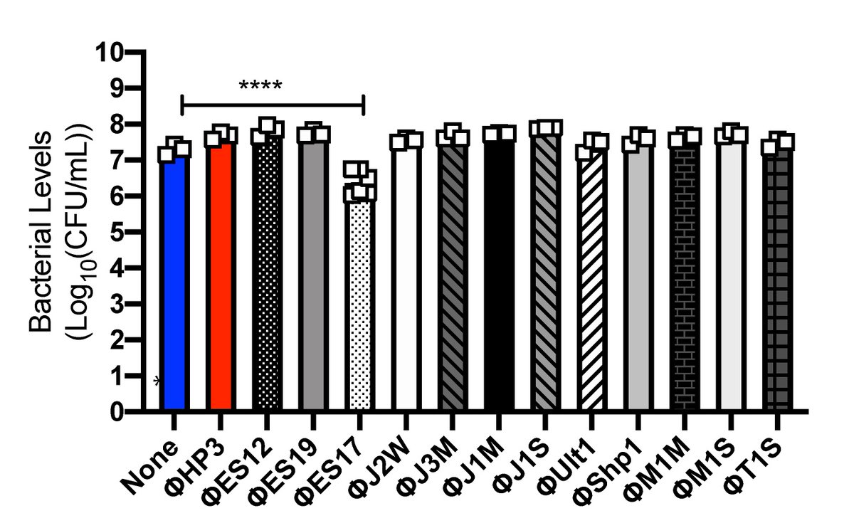 Now what? Well, we decided to screen for phages in just mucin. If we find phages that kill bacteria in mucin then they should kill in the gut (hypothesis alert ).One did!! ES17.