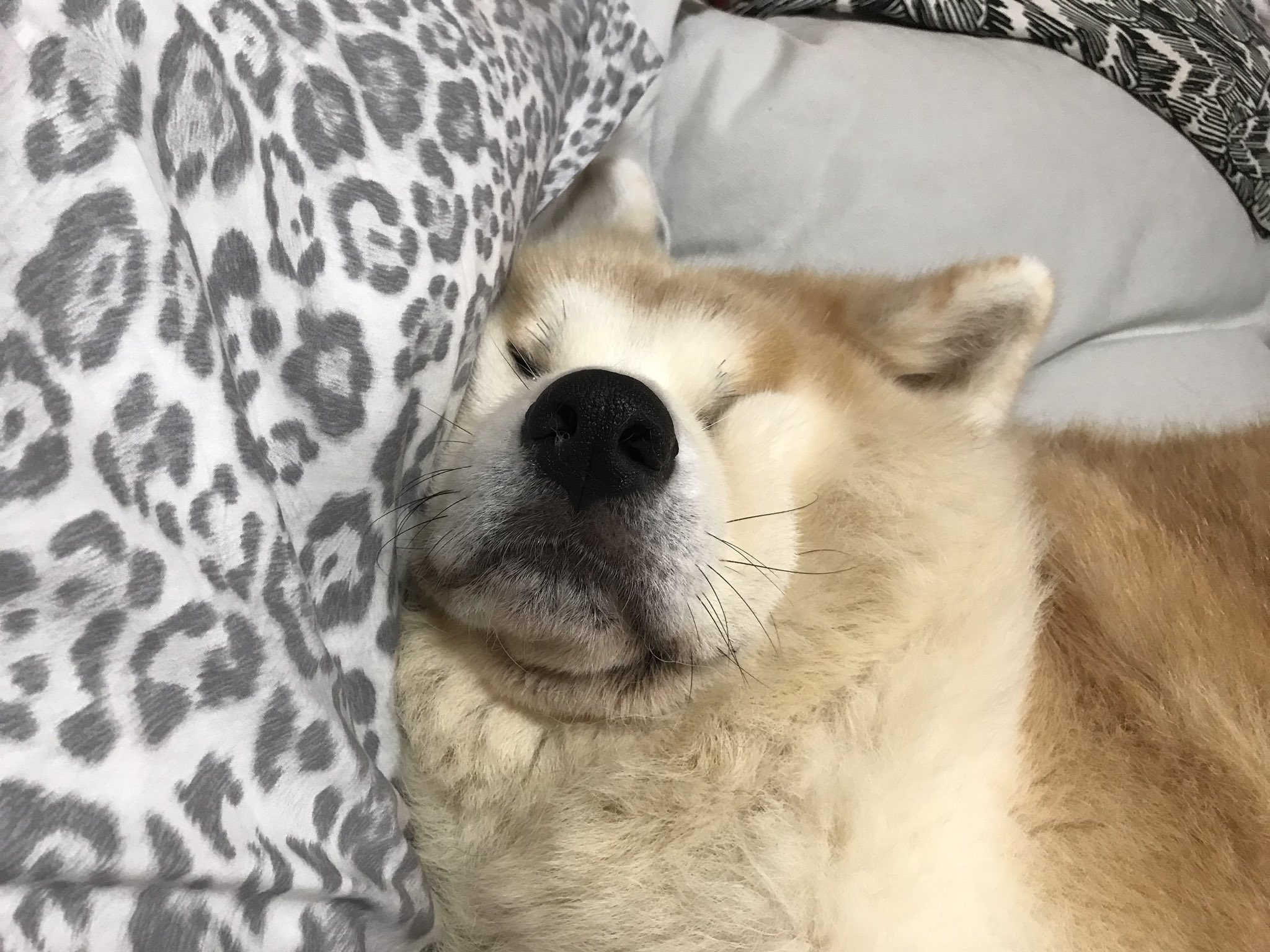 تويتر 柴犬 秋田犬 はちモナじんくんとポン吉 على تويتر こうして寝るのが好きなんです 秋田犬 Akitainu 犬の寝顔 T Co Mfaf9xhclq تويتر 柴犬 秋田犬 はちモナじんくんとポン吉 على تويتر こうして寝るのが好きなんです 秋田犬 Akitainu 犬の寝顔 T Co Mfaf9xhclq
