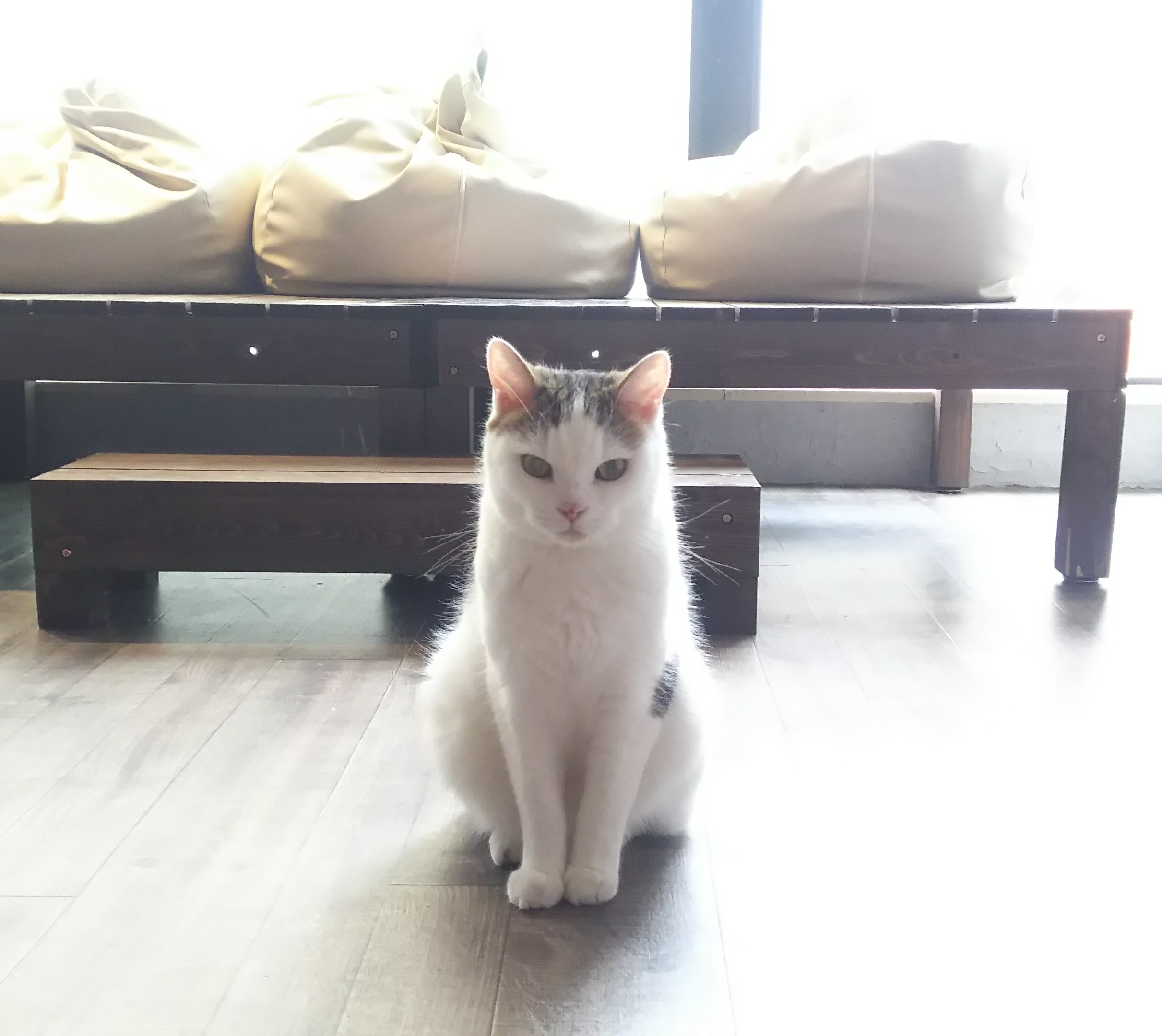 アニマルカフェ猫の王様 猫カフェ フクロウカフェ 爬虫類カフェだしナマケモノもおる店 Nekonoking Twitter