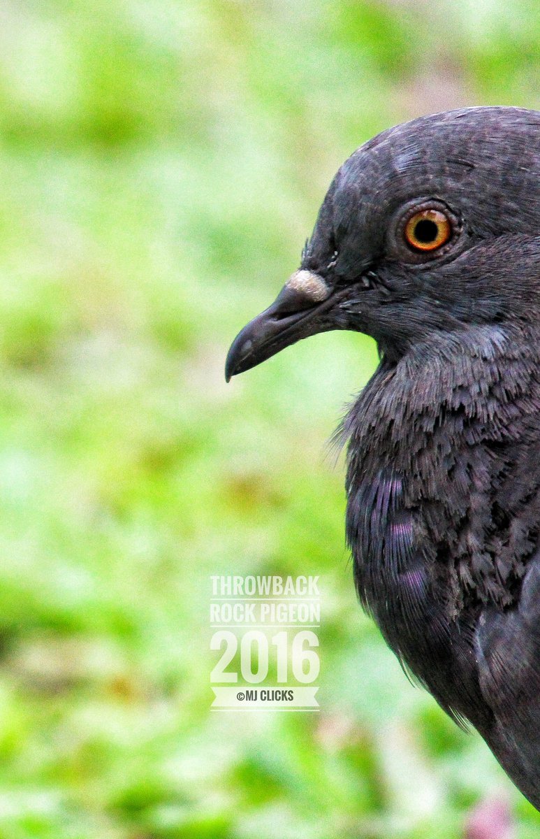 ManojsSekar's tweet photo. Throwback clicks from my archives #MJclicks 📸 #photography #photographer #birdphotography https://t.co/nUIt9wP1KV