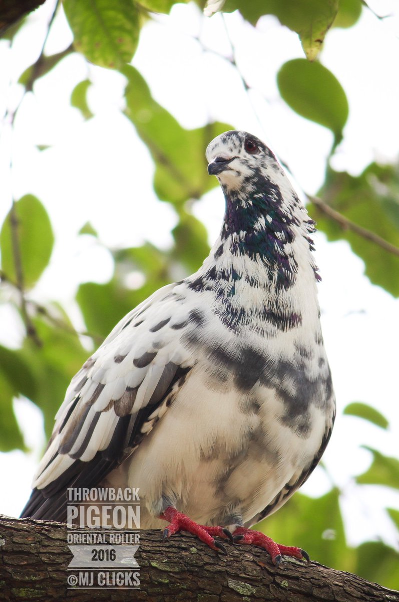 ManojsSekar's tweet photo. Throwback clicks from my archives #MJclicks 📸 #photography #photographer #birdphotography https://t.co/bMOB3kaLPK