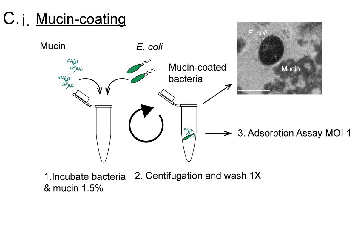 ES17 really loves mucin btw!We coated bacteria with mucin and performed an adsorption assays with ES17.