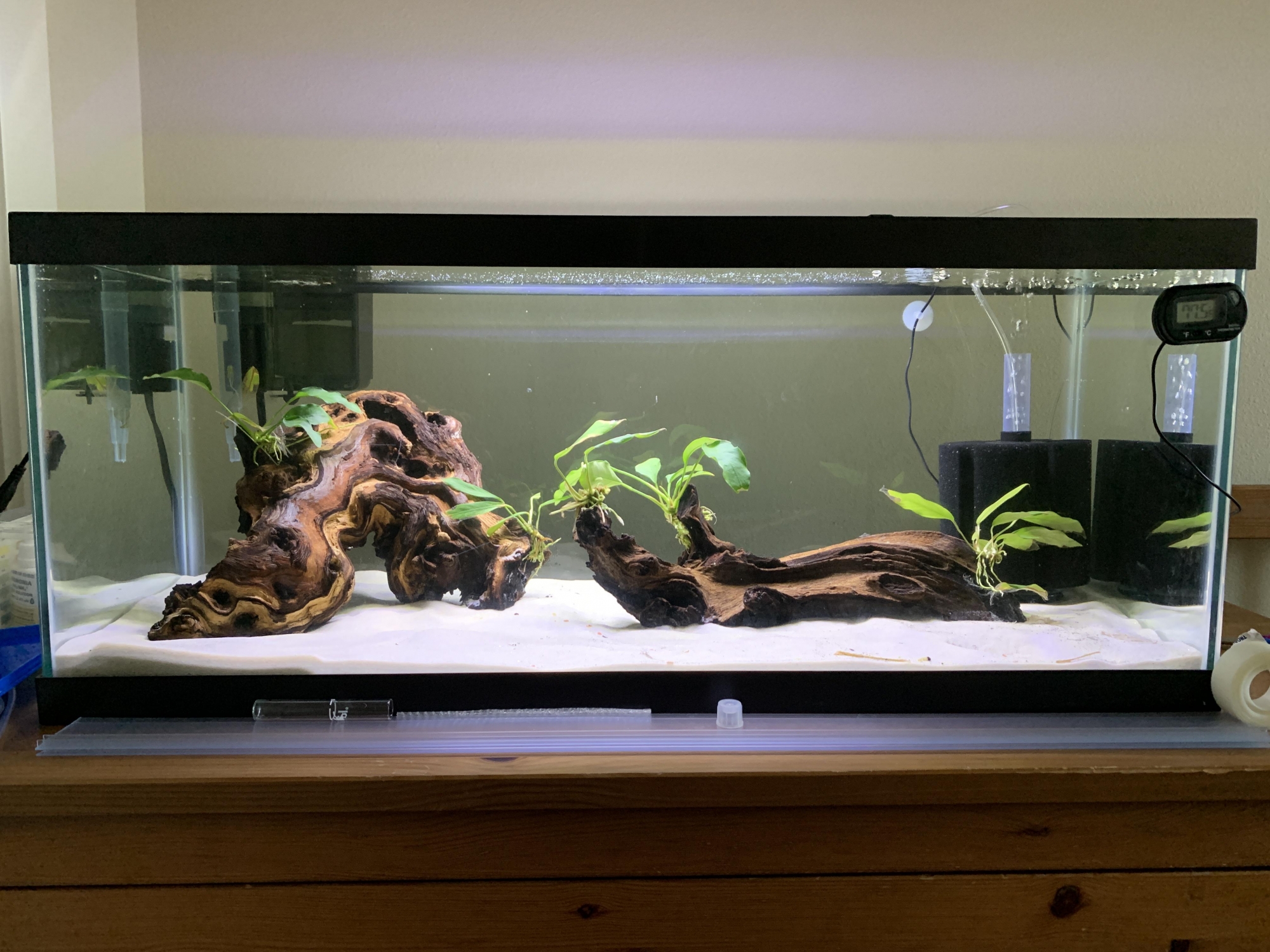 Aquarium Land on X: Looking for non-cichlid african fish ideas