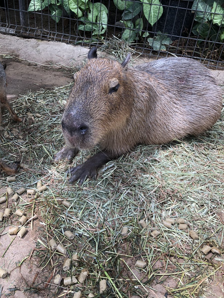rayrayho777's tweet photo. カピバラさん(敬称必須)
こいつら水棲動物だから毛がゴワゴワなんですよ、耳も結構かたくて触りごたえあるんですよ

だがそれが良い！何か深淵を見てきたような表情も良い！あとエサ食べる時はめっちゃグイグイ来る、可愛い☺️
 #神戸どうぶつ王国 https://t.co/HCT0pImG5f