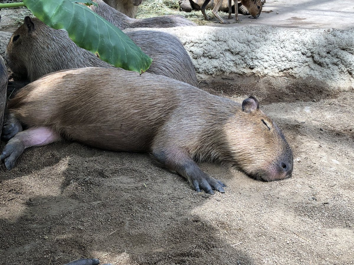 rayrayho777's tweet photo. カピバラさん(敬称必須)
こいつら水棲動物だから毛がゴワゴワなんですよ、耳も結構かたくて触りごたえあるんですよ

だがそれが良い！何か深淵を見てきたような表情も良い！あとエサ食べる時はめっちゃグイグイ来る、可愛い☺️
 #神戸どうぶつ王国 https://t.co/HCT0pImG5f