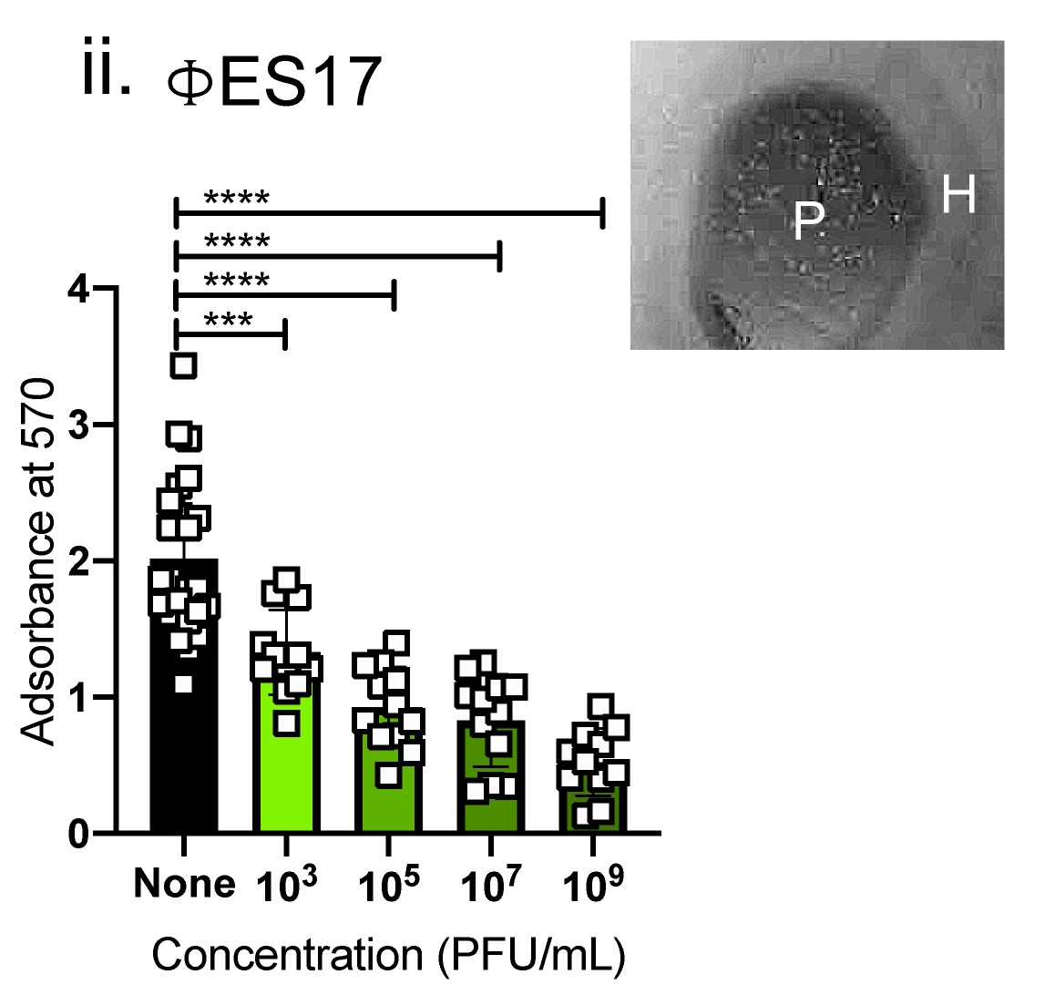 Phage ES17 also makes these nice halos around the plaques indicative of exopolysaccharide-degrading enzymes or sugar-degrading enzymes.This is an MTT assay with diff concentrations of ES17. Misspelled again absorbance again 