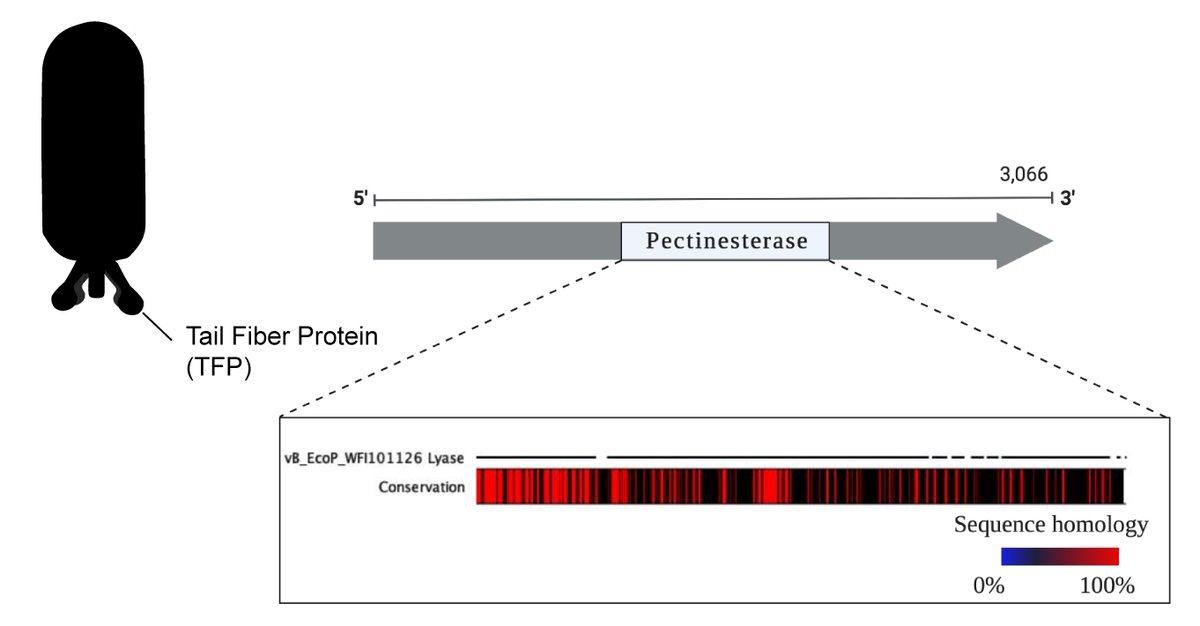 ES17 has a tail fiber (receptor) with a putative pectinesterase domain. These are domains found on enzymes that break down sugars from biofilms.