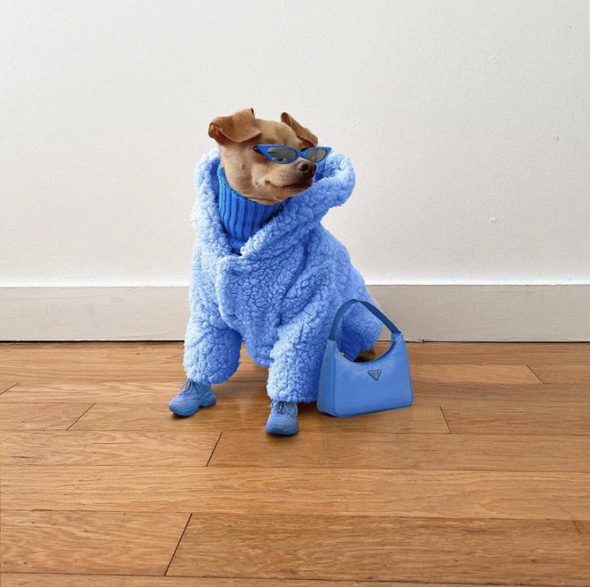 maurinsantosl's tweet photo. i am OBSESSED with this dog PLEASE HELP LOOK: https://t.co/du7mui7uem