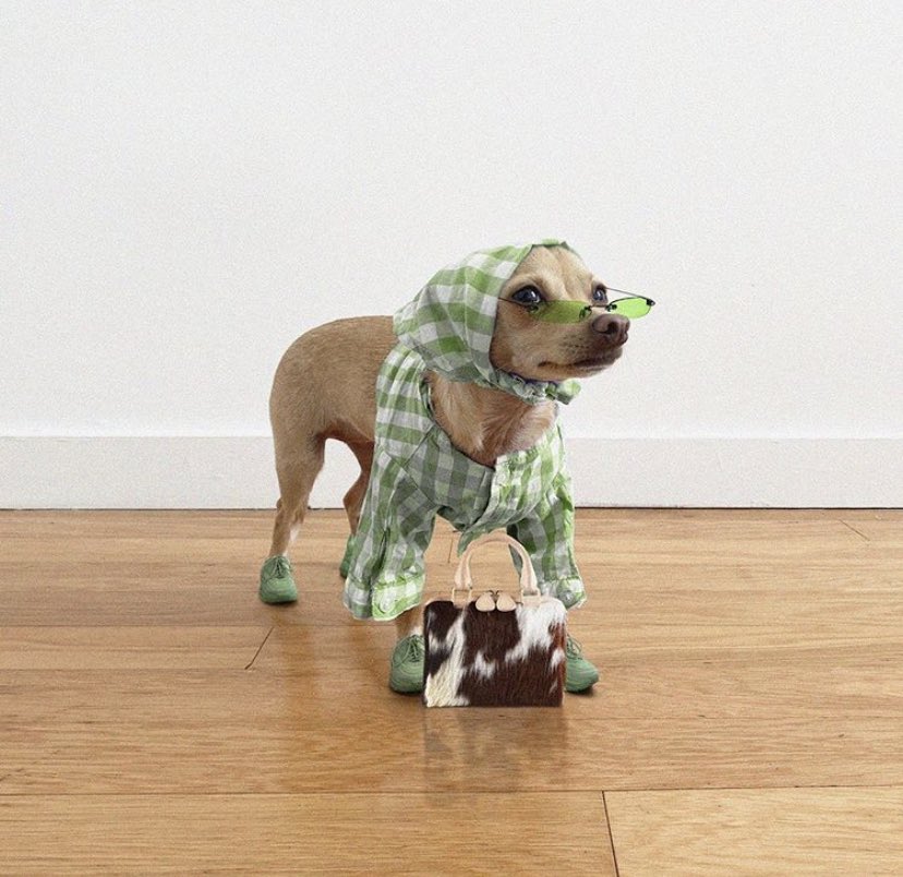 maurinsantosl's tweet photo. i am OBSESSED with this dog PLEASE HELP LOOK: https://t.co/du7mui7uem