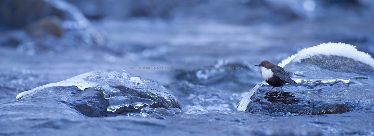 FestimagesNatur's tweet photo. Rétrospective 4ème #Festimages Nature #Concours #photo près 2800 #photos #nature sauvage 2011, festival 2012
Festimages Nature
Vote du public 2ème prix
© ODEMER Grégory
#Cincle on the
Plus de 22000 photos 👉
https://t.co/cJHp01fWIL
#wildlife #wildlifephotography #photoanimalière https://t.co/SdujIRjUqW