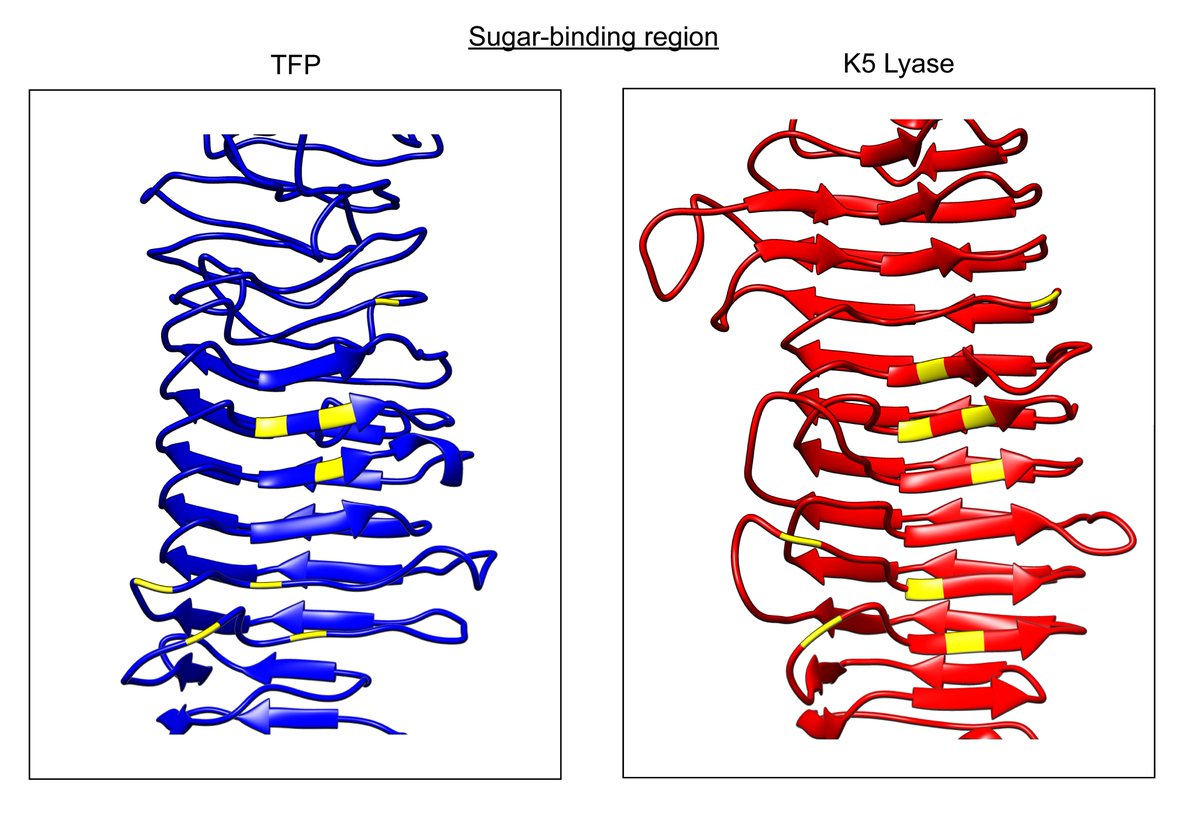  @jrclark_unc did some bioinformatics for us. He found this receptor was very similar to the tail spike of another phage, K5.Yellow are identical residues. Guess what K5 binds?