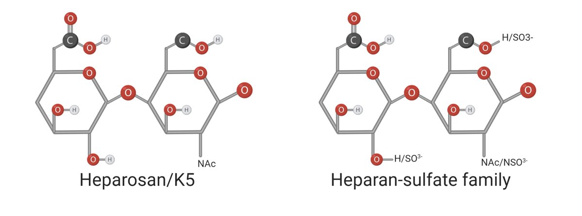 K5 binds K5 capsule also known as Heparosan. Why is it called Heparosan? bc it is identical to heparan-sulfate precursors.Heparan sulfate is one of the most ubiquitous ANIMAL SUGARS found in the body including the gut!Our phage loves SUGARS!!