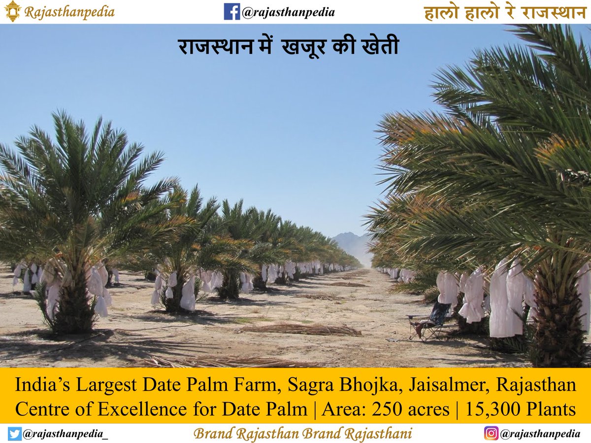 Rajasthanpedia_'s tweet photo. India’s Largest Date Palm Farm
Centre of Excellence for Date Palm
Sagra Bhojka, Dist. – Jaisalmer, Rajasthan
Area: 250 acres
15,300 Plants

#dates #datesfruit #khajoor
#khajur #datefarm #vitamins
#jaisalmer #farm #farms #farmers
#datepalm #datepalms #plants
#rajasthan #rajasthani https://t.co/QqI9ZwStAm