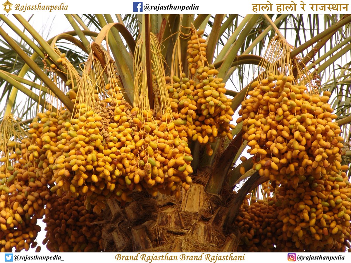 Rajasthanpedia_'s tweet photo. India’s Largest Date Palm Farm
Centre of Excellence for Date Palm
Sagra Bhojka, Dist. – Jaisalmer, Rajasthan
Area: 250 acres
15,300 Plants

#dates #datesfruit #khajoor
#khajur #datefarm #vitamins
#jaisalmer #farm #farms #farmers
#datepalm #datepalms #plants
#rajasthan #rajasthani https://t.co/QqI9ZwStAm