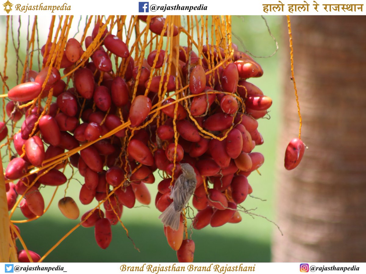 Rajasthanpedia_'s tweet photo. India’s Largest Date Palm Farm
Centre of Excellence for Date Palm
Sagra Bhojka, Dist. – Jaisalmer, Rajasthan
Area: 250 acres
15,300 Plants

#dates #datesfruit #khajoor
#khajur #datefarm #vitamins
#jaisalmer #farm #farms #farmers
#datepalm #datepalms #plants
#rajasthan #rajasthani https://t.co/QqI9ZwStAm