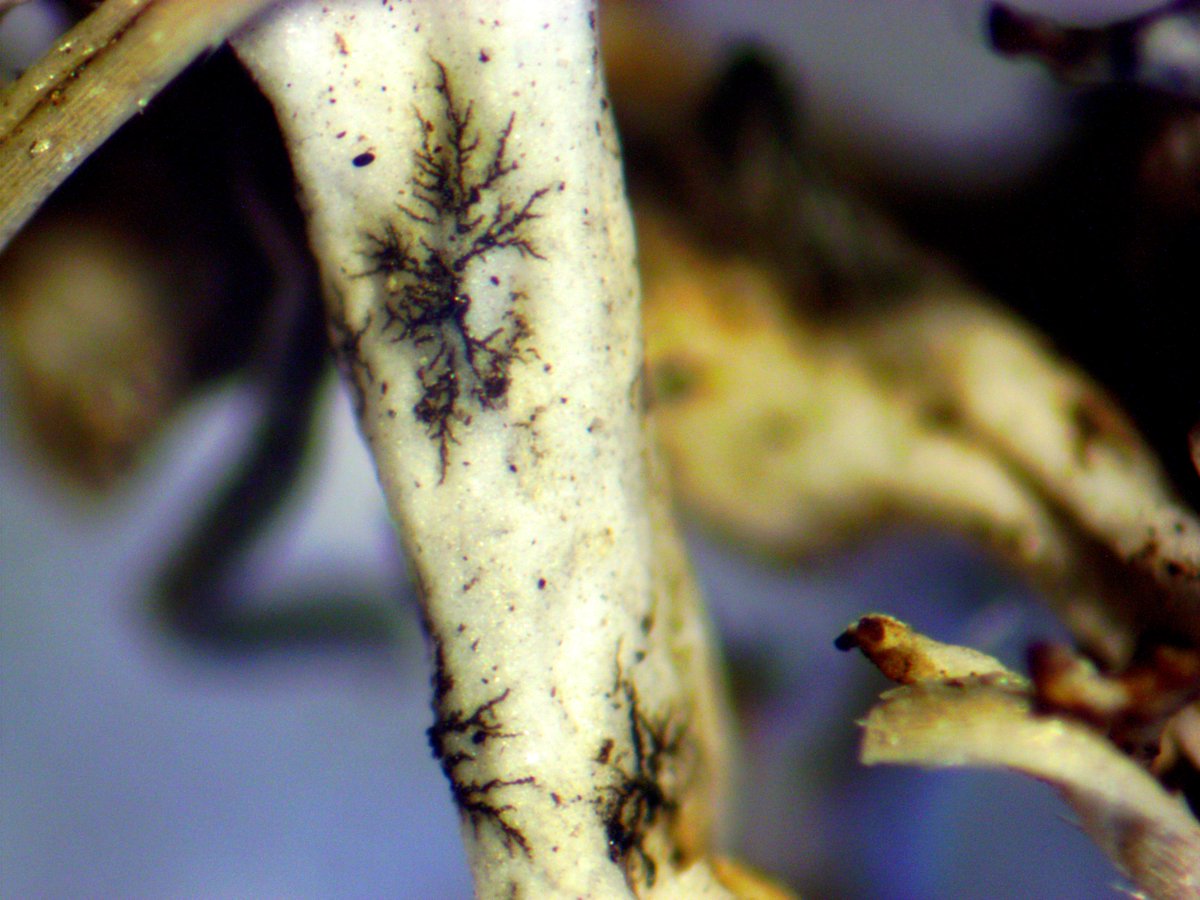 LichenicolousF's tweet photo. After a long break in field research, it is very nice to spend hours looking for lichenicolous fungi in nature. Especially interesting was finding in granite outcrops of Southern Bug River.
Unexpectedly, we find Sphaerellothecium aculeatae on Cetraria aculeata. https://t.co/Ru7Uqiji62