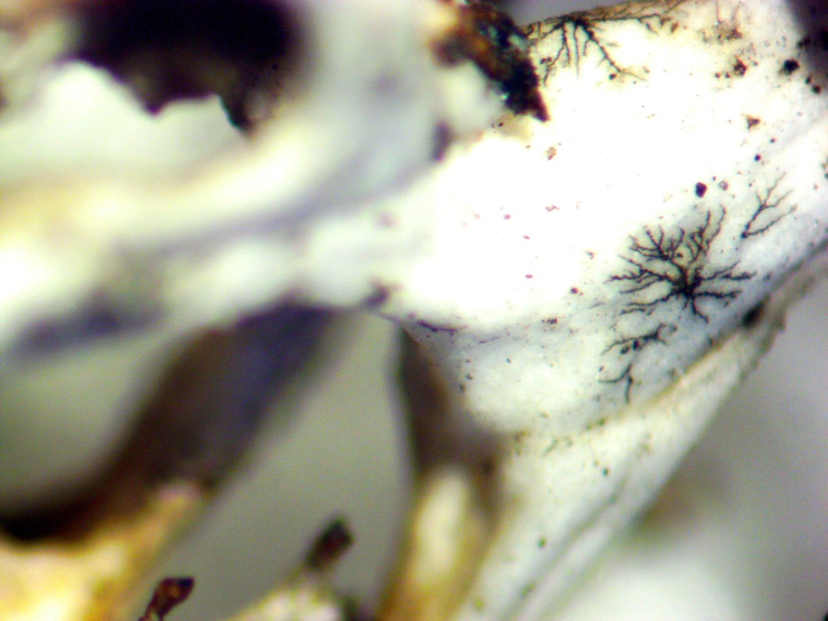 LichenicolousF's tweet photo. After a long break in field research, it is very nice to spend hours looking for lichenicolous fungi in nature. Especially interesting was finding in granite outcrops of Southern Bug River.
Unexpectedly, we find Sphaerellothecium aculeatae on Cetraria aculeata. https://t.co/Ru7Uqiji62