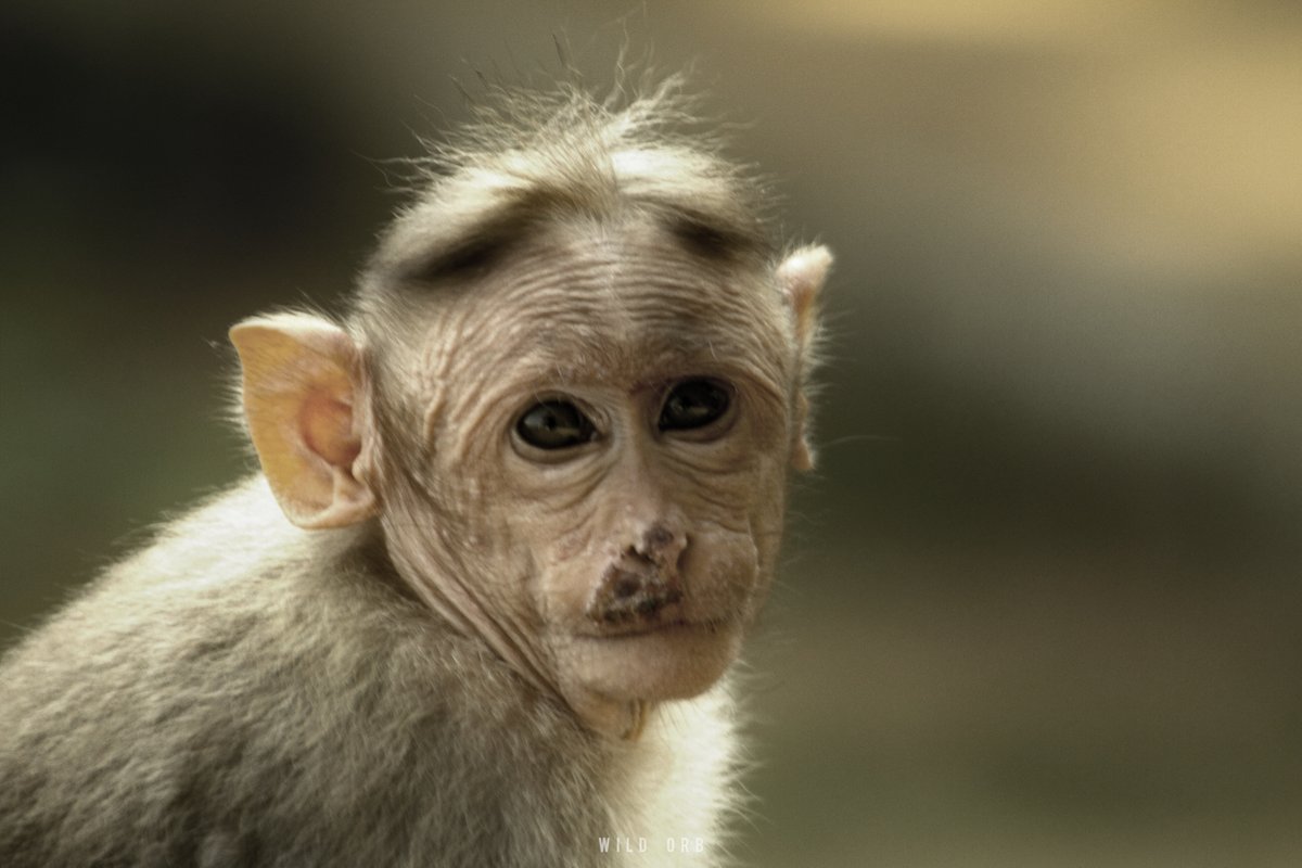 WildOrbOfficial's tweet photo. Location: Chennai, India
Photographer: Imran Ahmedh KR
Camera: Canon 5D Mark iv
Lens: Canon 70-200 f2.8 IS ii

#Monkey #Wildlife #Photography #Picoftheday #WildlifePhotography #Nature #COVID19 https://t.co/EKHPEj2wIA