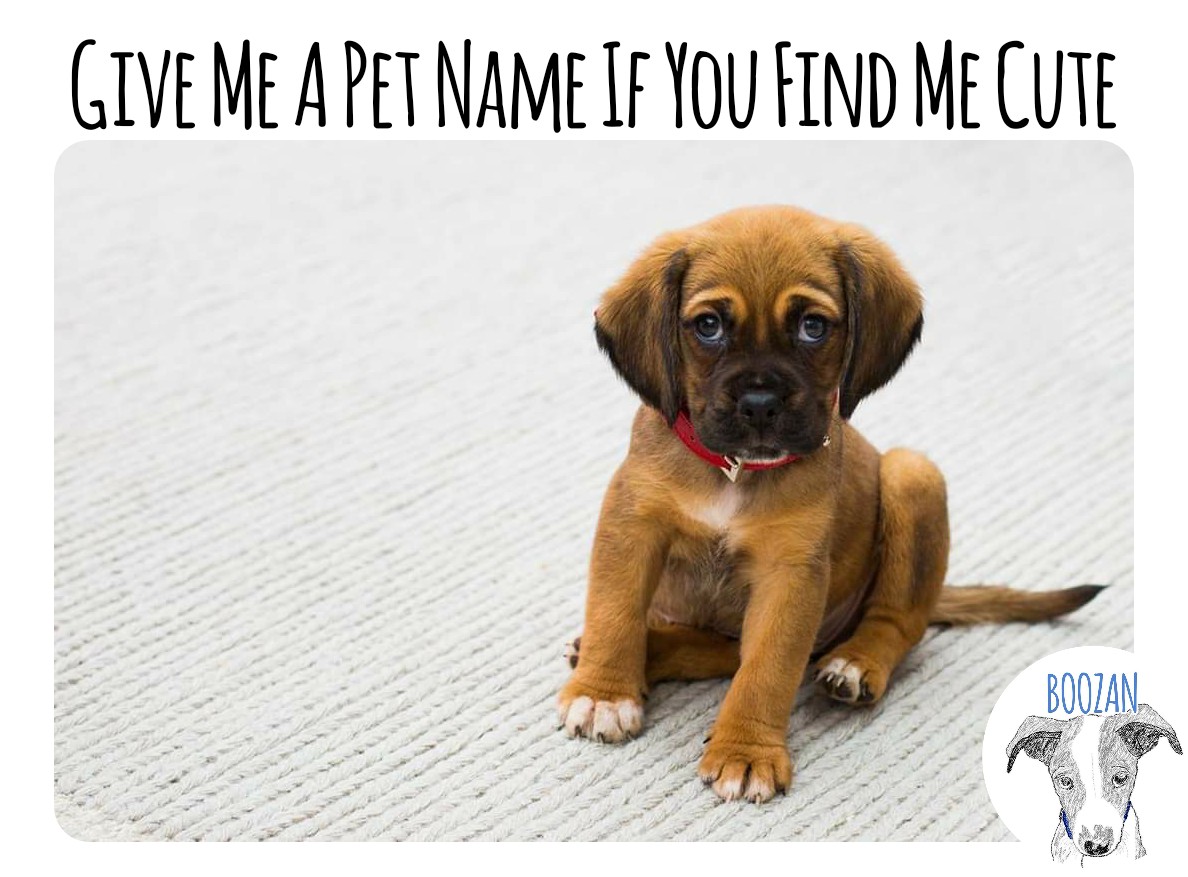 BoozanOfficial's tweet photo. #Puppymemes #Cutepuppy #Petname #Comedy #EnglishMemes #COVID19 https://t.co/jhOgTJNIst