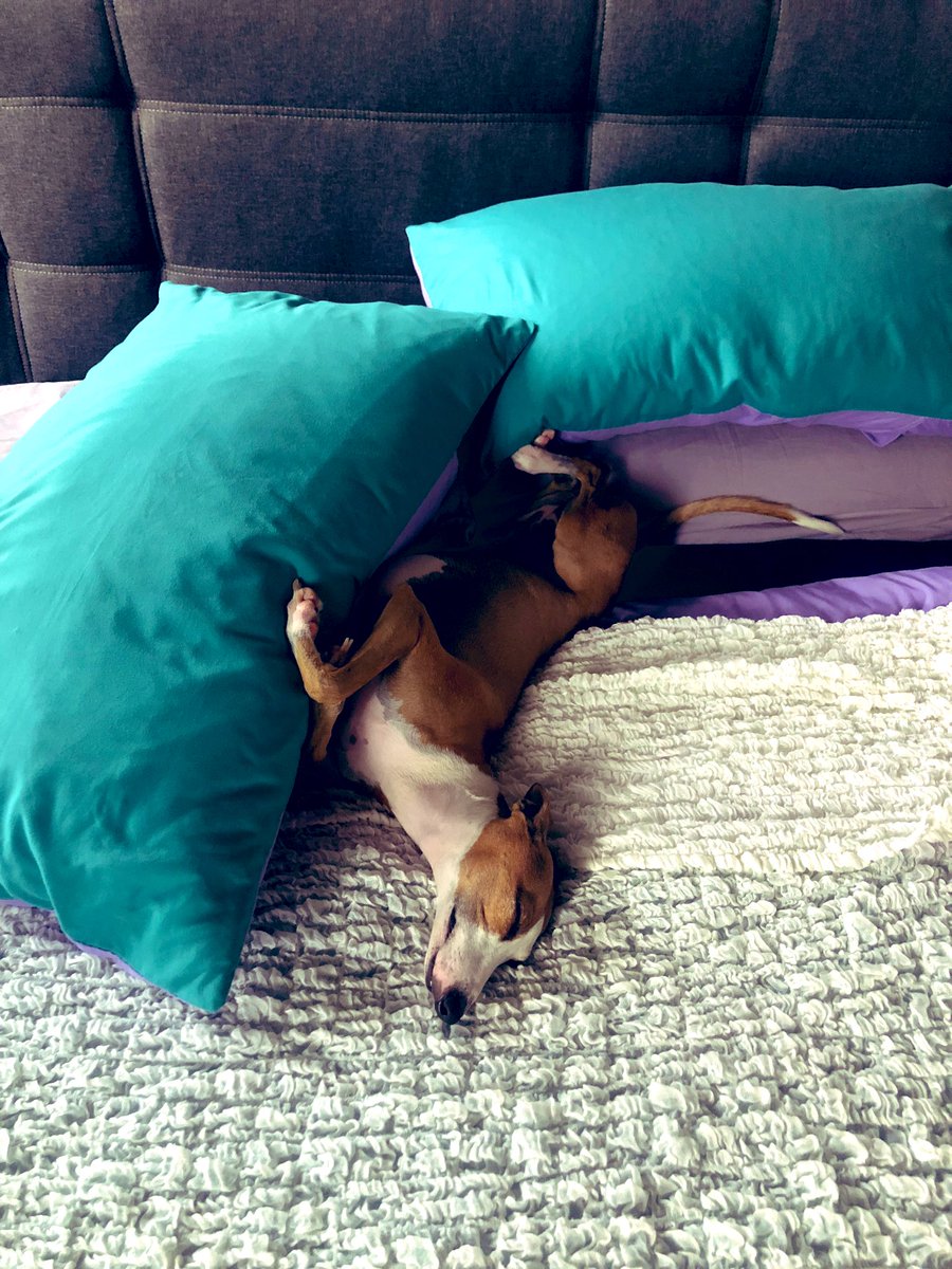 shashaweb's tweet photo. When your #pup decides to take over altogether https://t.co/vEgK05d4yp
