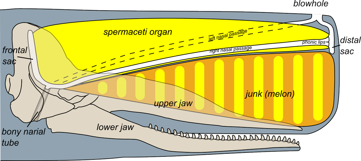 Sperm whales are named for their spermacti organ, another lipid compartment situated above the melon which serves a similar purpose.When people first cut into the 500 gallon cavity filled with a thick milky white substance, well, you can guess what they thought.6/n