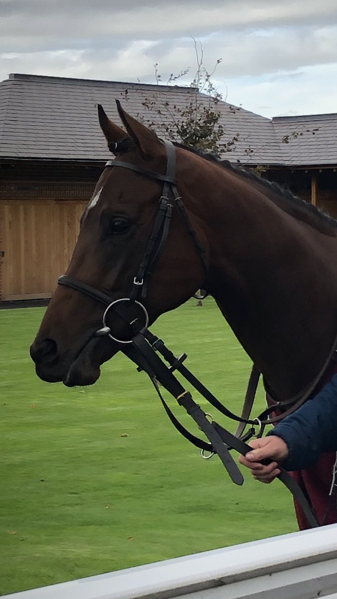FluffyPickle's tweet photo. Hope this little man gets another win at Sandown later good luck @AWCarrollracing @TomMarquand #Popdancer 🏇🏻 https://t.co/sUFcoUEAlv
