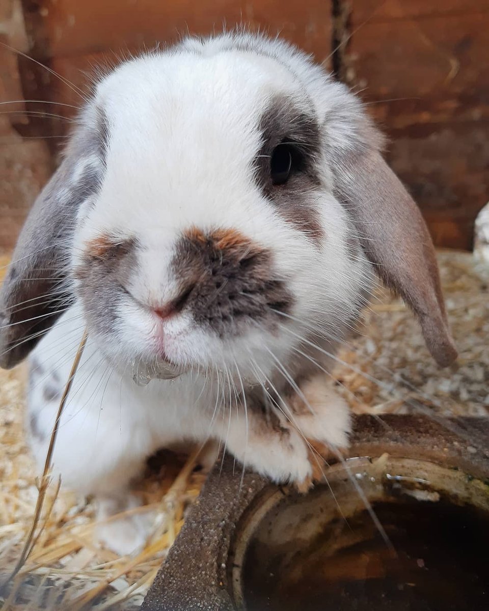 PetClubSA's tweet photo. ๐ฅฐ from @photos_made_by_mathilde
https://t.co/fWU7D5dCmM for latest deals, freebies & feature requests
#petclubsa #pet #pets #petsofinstagram #petsofig #instapets #cutepets #petsdaily #petlife #happypet #rabbit #rabbits #rabbitsofinstagram #rabbitgram #rabbitlife https://t.co/cVN1CekFrV