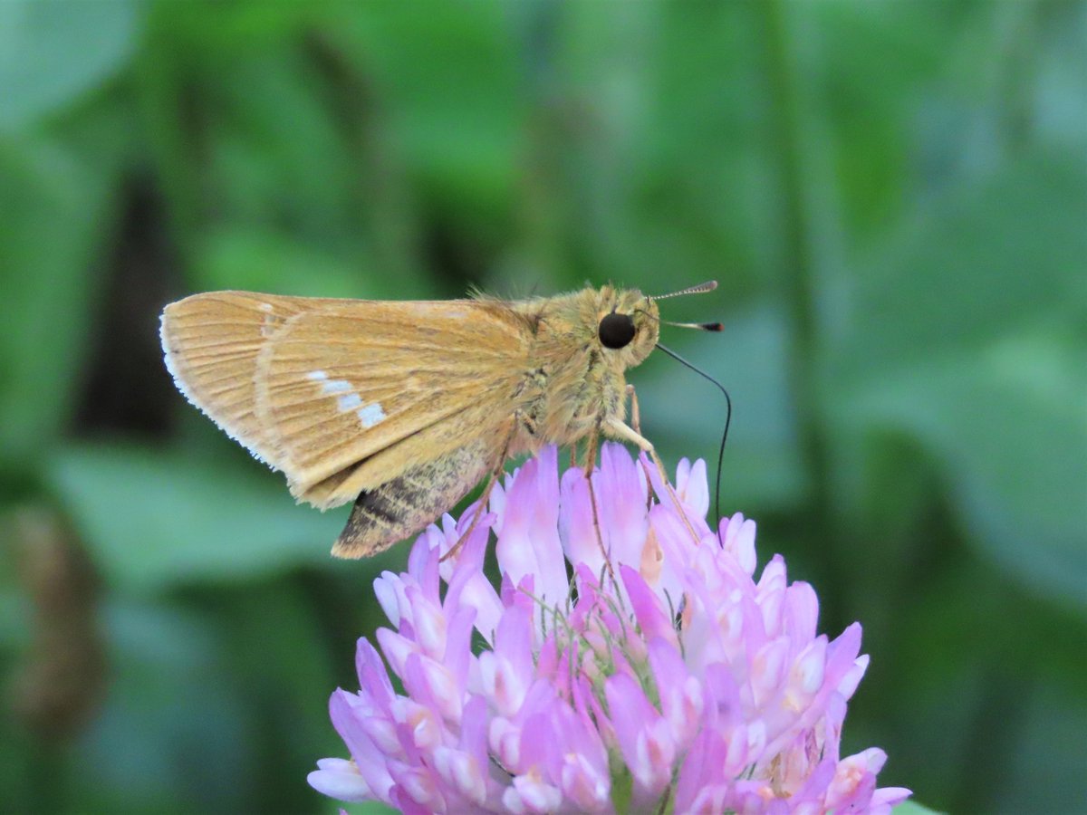 あきみ Mikki セセリチョウ もかわいい ただただ一心にムラサキツメクサの蜜を吸いまわっていました イチモンジセセリ 昆虫 Skipperbutterfly Insects