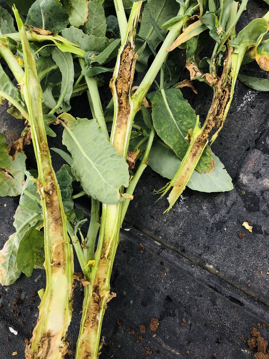 Lastly, I would have missed seeing flea beetle destroy my lovely oilseed rape crop, and give us our worst ever yields. On second thoughts, maybe I shouldn’t have woken up?!