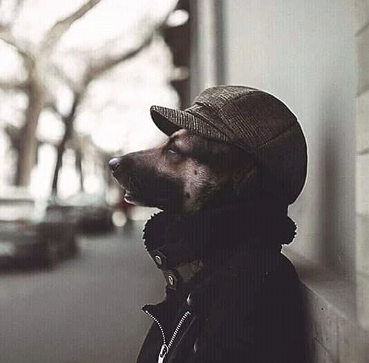 MuzieSndlovu's tweet photo. @sibanda_tinashe @kulanicool "they must Stop saying all men are dogs,Mina personally I stopped giving women money 4years ago jiki Jiki I was deemed a useless dog" ~ Sprite the dog😎😎🤣🤣 https://t.co/E5nEysGfrf