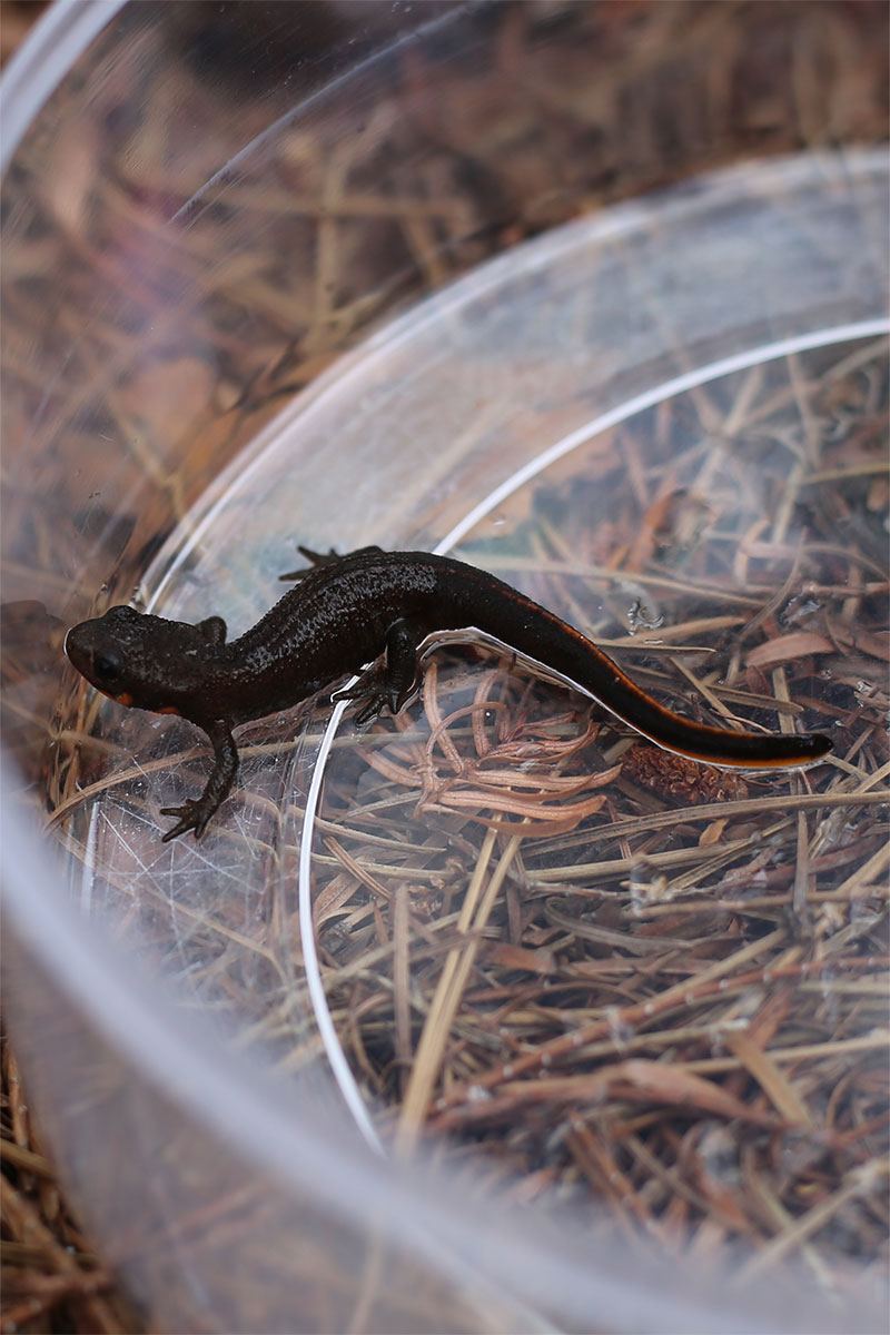 菅平高原実験所 筑波大学山岳科学センター Twitter वर 集めた落ち葉のなかから まだ子供のアカハライモリ イモリ が イモリ