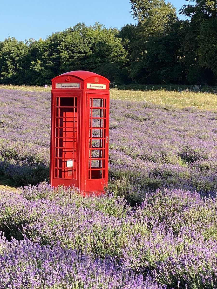 carolkirkwood's tweet photo. Things you don’t expect to see in the middle of a field of lavender @BBCBreakfast xxx https://t.co/EjaUqacxdI
