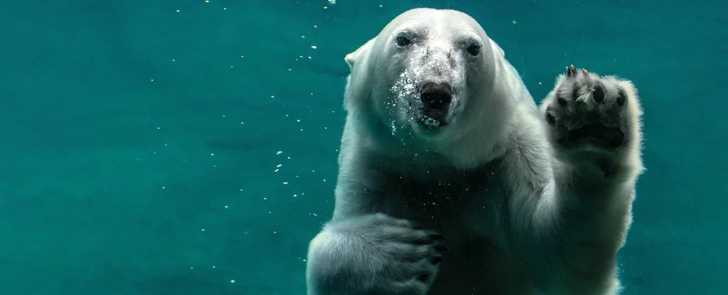 estelsiplanetes's tweet photo. Els óssos polars es podrien haver extingit cap al 2100.
Això és el que conclou un estudi que s'ha publicat a la revista Nature Climate Change.
https://t.co/C4bN0kOUw5 https://t.co/yf0dygzN5G