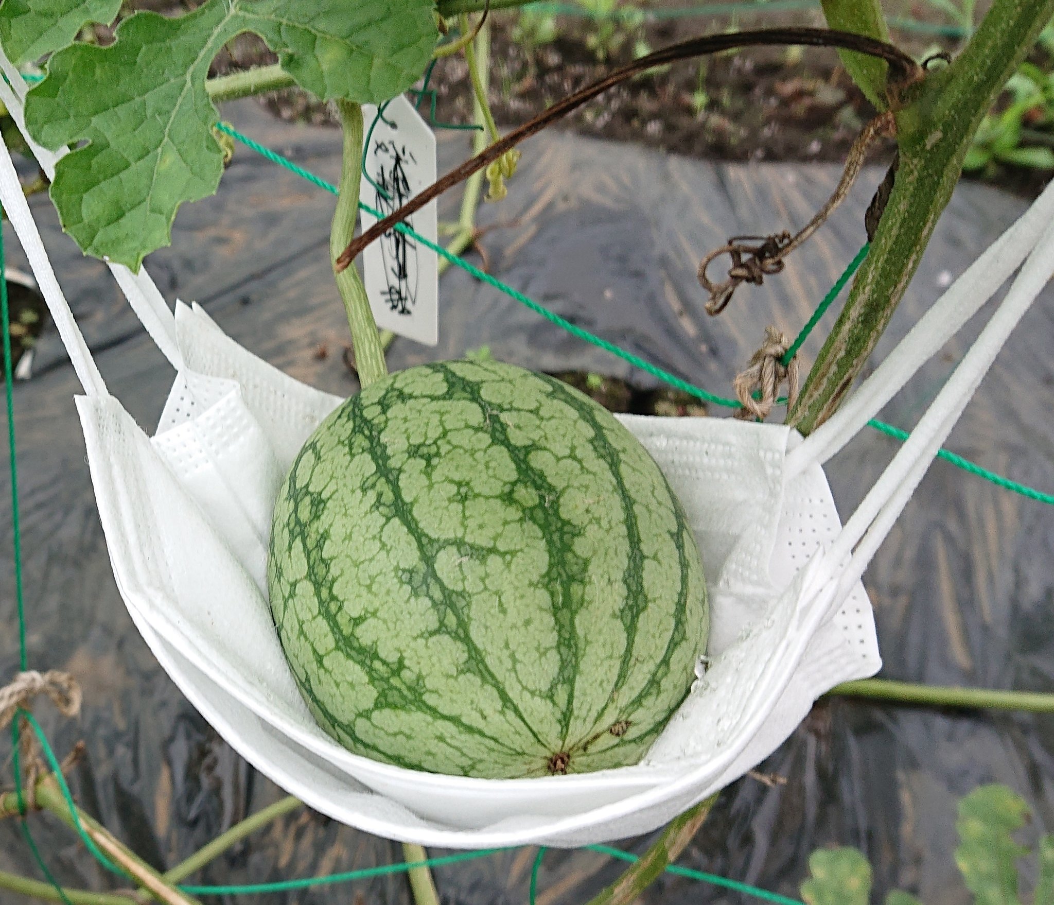 ジェーンオースティン 竜巻 原稿 小玉 スイカ ハンモック キャンセル 水没 そっと