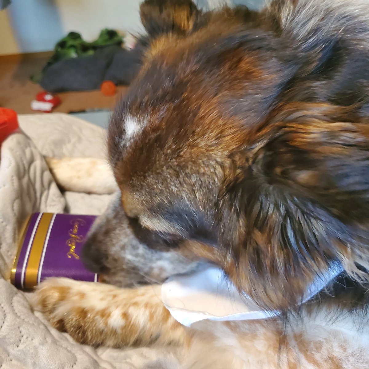 astarnes1985's tweet photo. @rickygervais I can't take a picture of my dog watching #AfterLife, because he jumps at the TV trying to play with the other doggie. It also traumatizes him when she won't play. https://t.co/bszR3ohLBJ