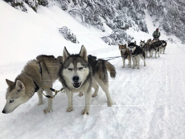 EFELafototeca's tweet photo. “El perro posee belleza sin vanidad, fuerza sin insolencia, valentía sin ferocidad, y todas las virtudes del hombre y ninguno de sus vicios” (Lord Byron)

Hoy, #DiaMundialdelPerro , rendimos homenaje al mundo canino. https://t.co/ChJwskCEwS #EFEfototeca 🐕 https://t.co/5i7Aybm9bj