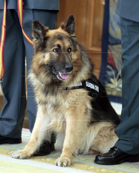 EFELafototeca's tweet photo. “El perro posee belleza sin vanidad, fuerza sin insolencia, valentía sin ferocidad, y todas las virtudes del hombre y ninguno de sus vicios” (Lord Byron)

Hoy, #DiaMundialdelPerro , rendimos homenaje al mundo canino. https://t.co/ChJwskCEwS #EFEfototeca 🐕 https://t.co/5i7Aybm9bj